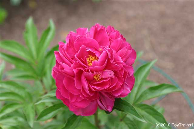 2010 herbaceous peony