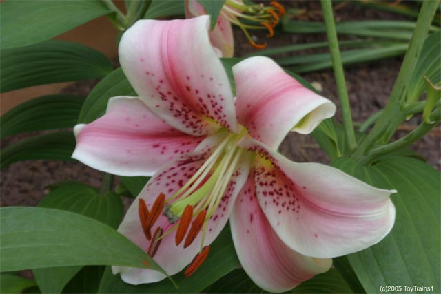 It's midJune 2006 and judging by what I can see the oriental lily Mona