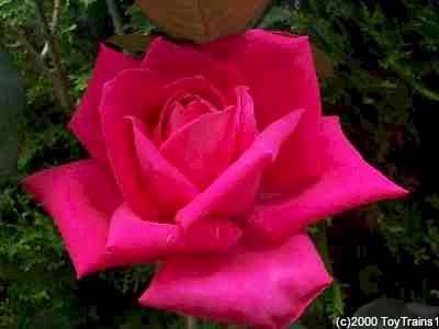 Beautiful Images Of Roses. eautiful flush of roses.