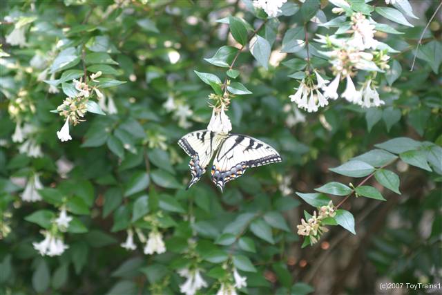 2007 abelia with butterfly