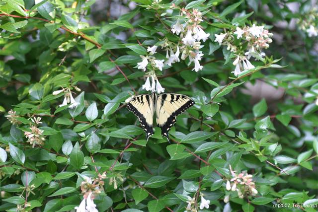 2007 abelia with butterfly