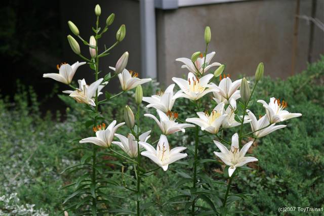 2007 asiatic lily