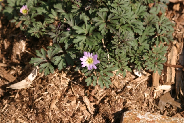 2007 anemone