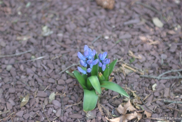 2007 hyacinth