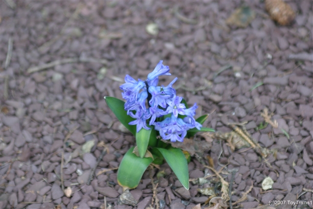 2007 hyacinth