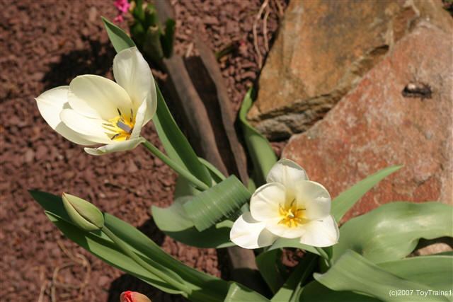 2007 tulip