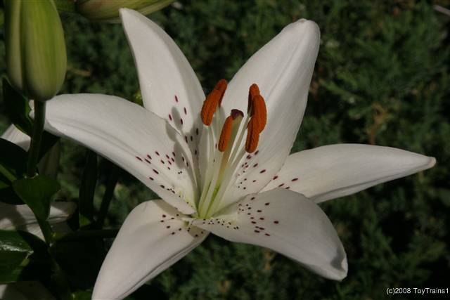 2008 asiatic lily