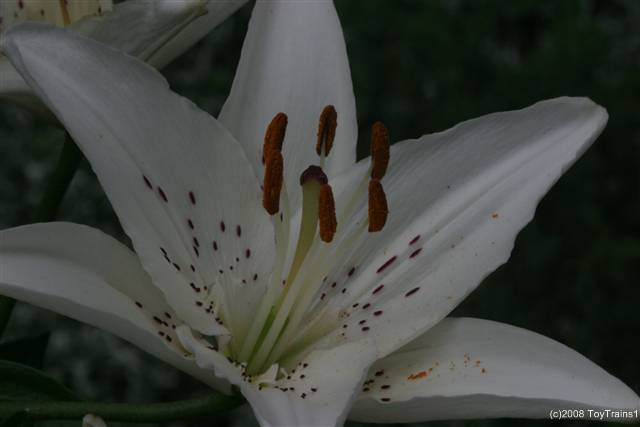 2008 asiatic lily