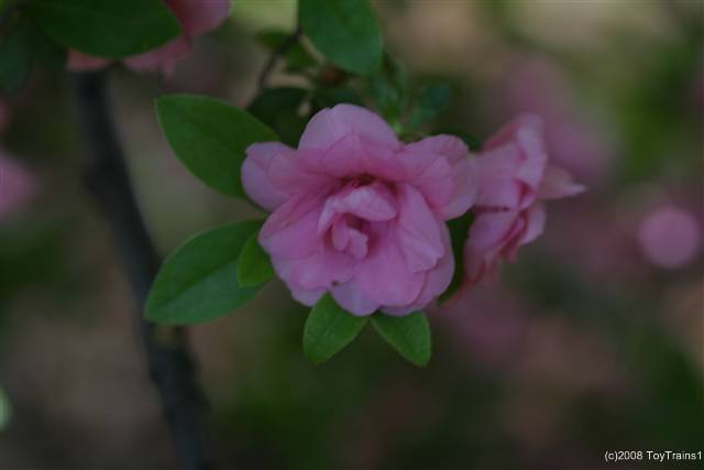 2008 rosebud azalea