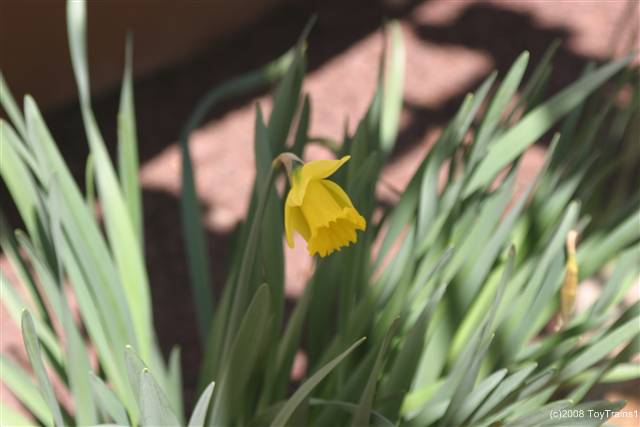 2008 daffodil