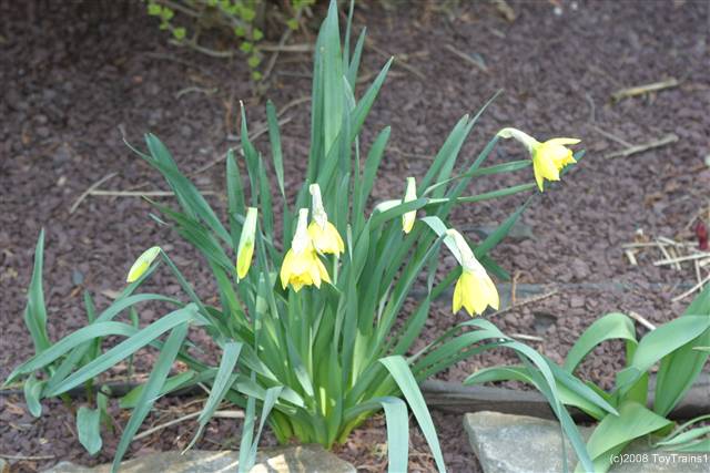 2008 daffodil