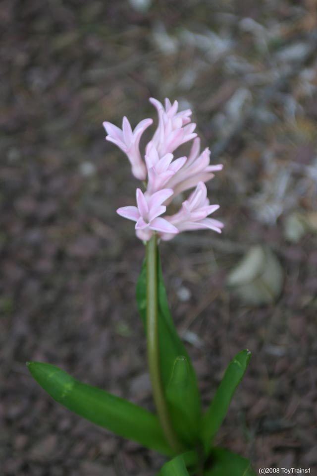 2008 hyacinth