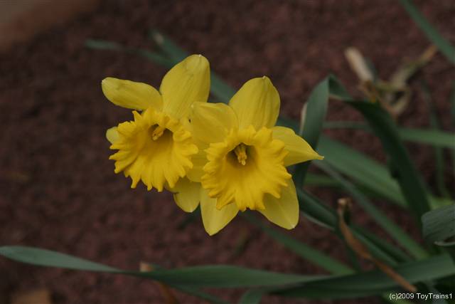 2009 daffodil