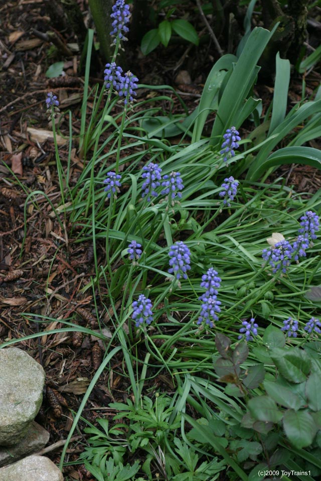 2009 grape hyacinth