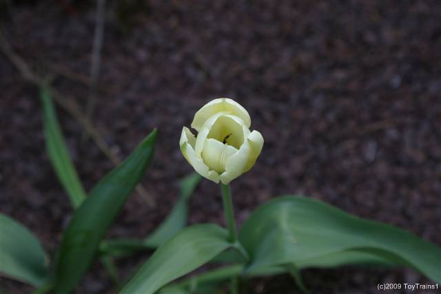 2009 tulip