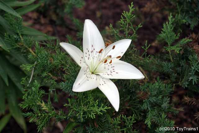 2010 asiatic lily