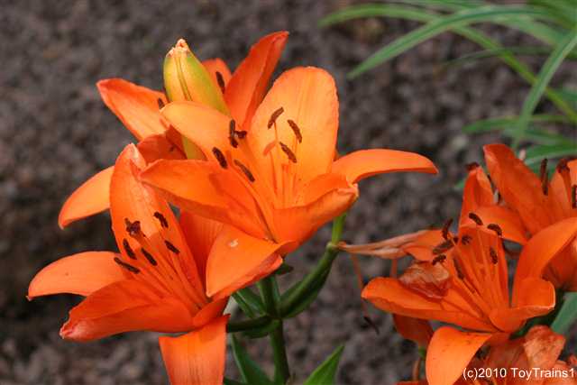 2010 asiatic lily