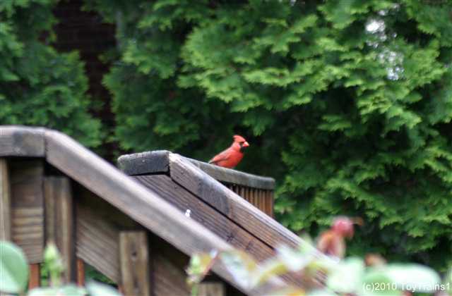 2010 back yard cardinal