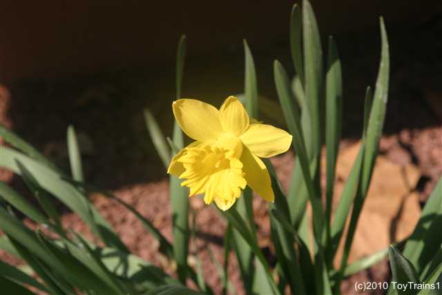 2010 daffodils
