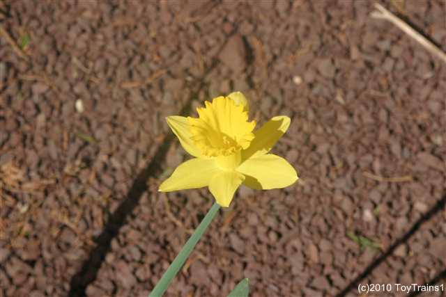2010 daffodil
