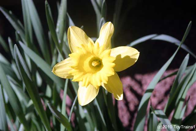 2010 daffodil
