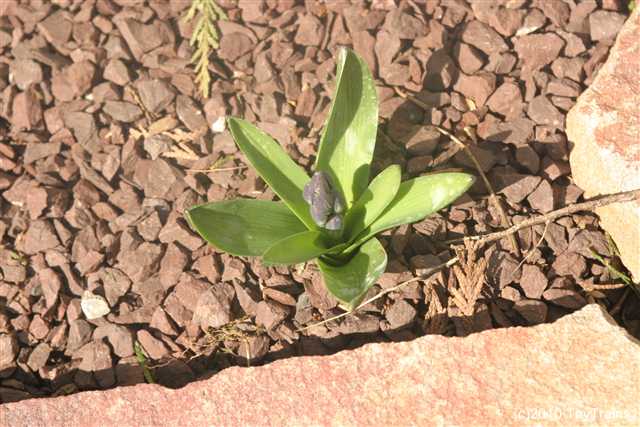 2010 hyacinth