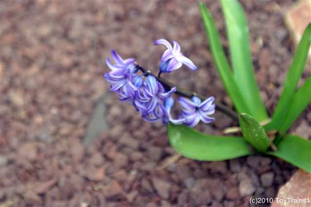 2010 hyacinth