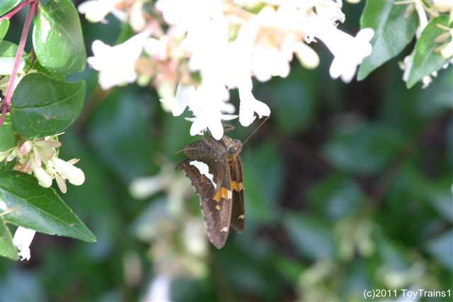 2011 abelia with silver spotted skipper