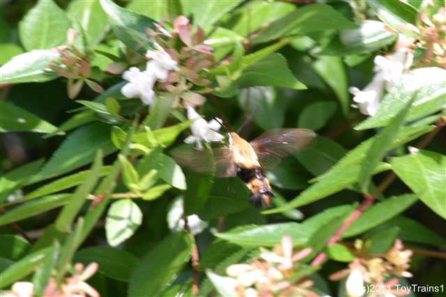 2011 abelia with clearwing hummingbird moth