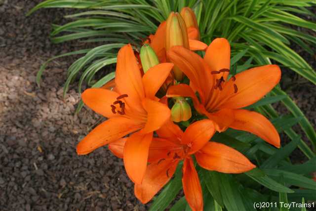 2011 asiatic lily