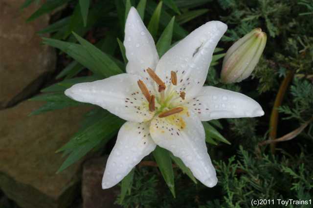 2011 asiatic lily