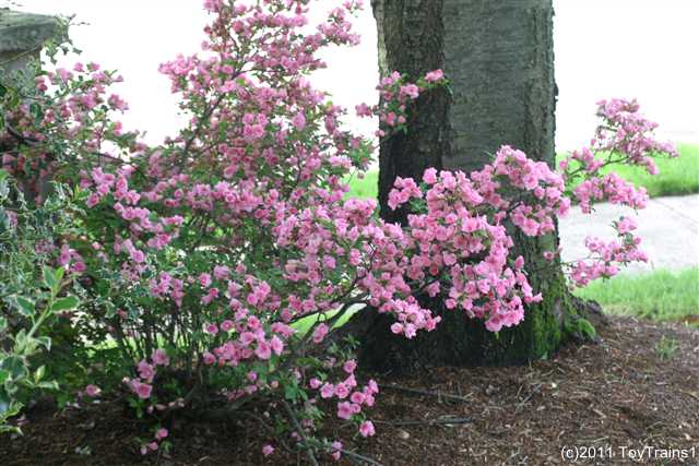 2011 rosebud azalea
