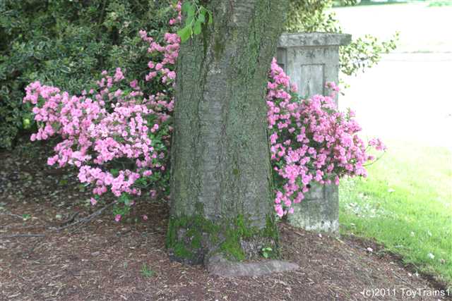 2011 rosebud azalea