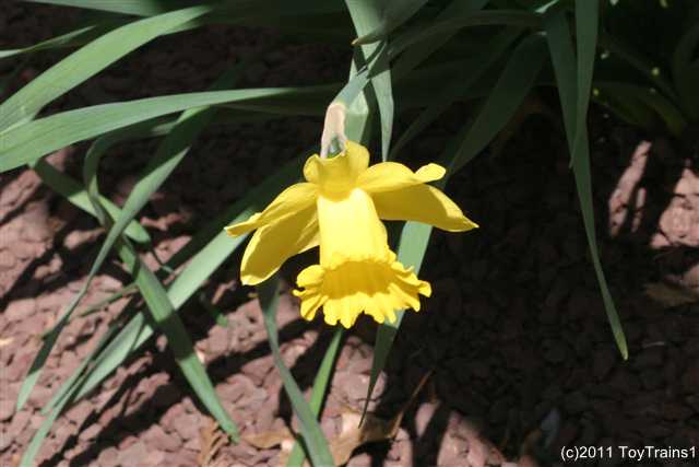 2011 daffodils