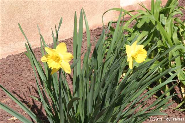 2011 daffodil