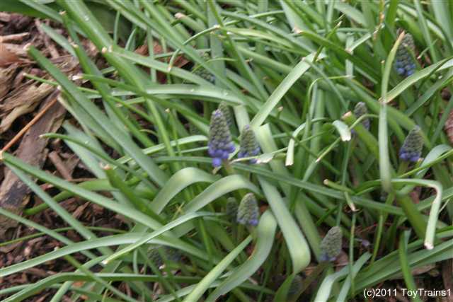 2011 grape hyacinth
