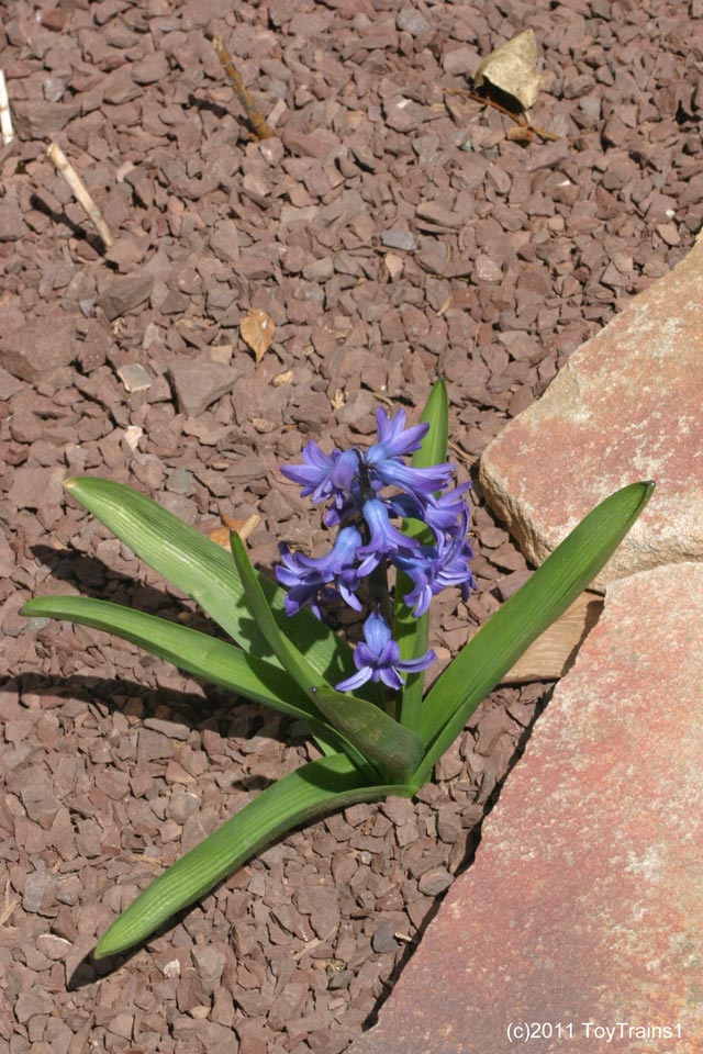 2011 hyacinth