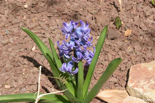 2011 hyacinth