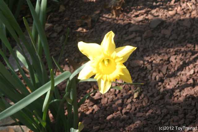 2012 daffodils