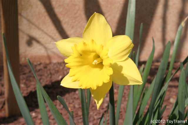 2012 daffodils