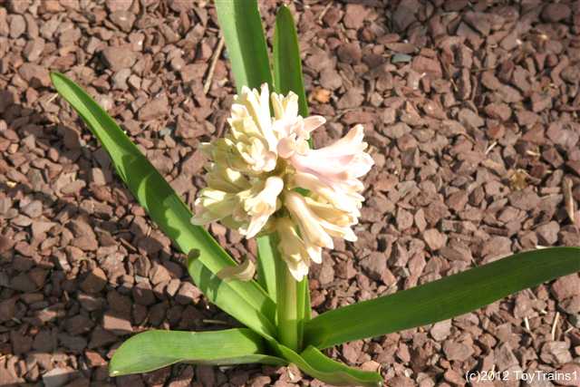 2012 hyacinth