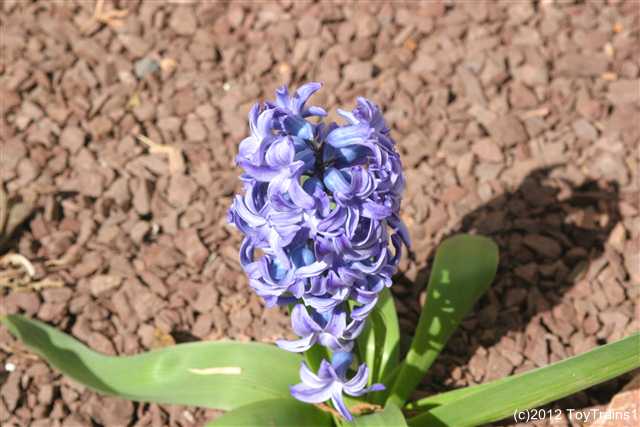 2012 hyacinth