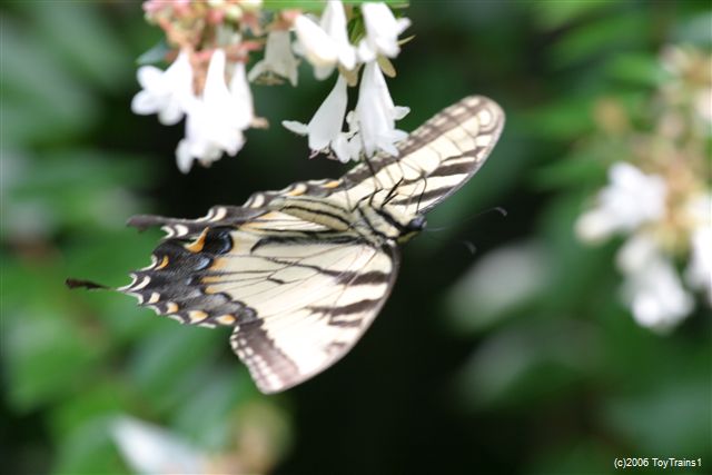 2006 Tiger Swallowtail on Abelia