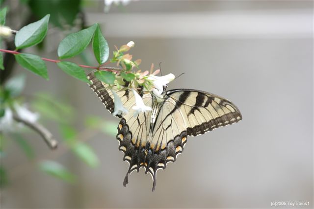 2006 Tiger Swallowtail on Abelia