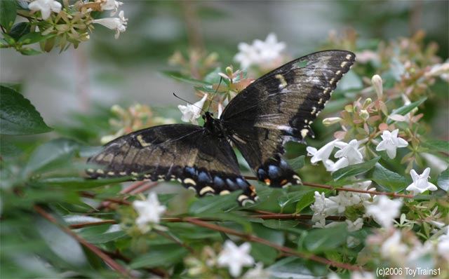 2006 Butterfly on Abelia