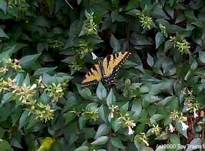 1999 abelia with butterfly