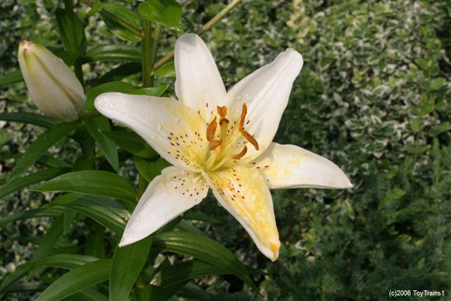 2006 asiatic lily
