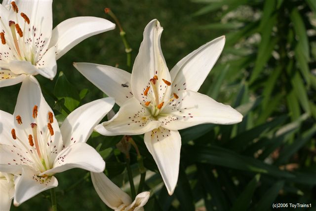 2006 asiatic lily