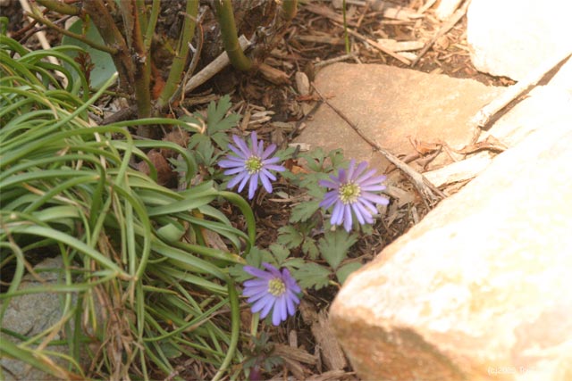 2005 anemone