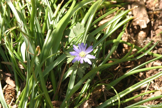 2006 anemone